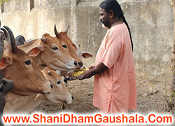 Gau Mata and monky Sewa 8 July 2019